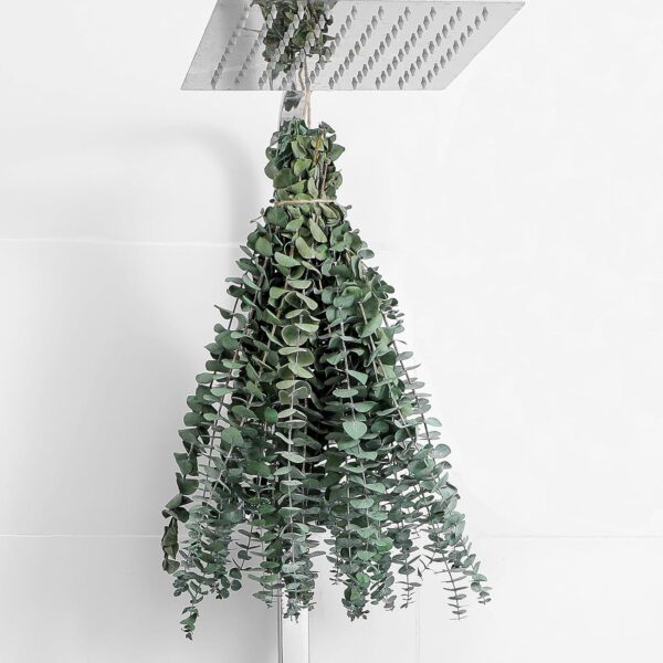 10 Pcs Dried Eucalyptus Stems 17" Real Eucalyptus for Shower Hanging 100% Made from Fresh Leaves, Wedding, Home, Farmhouse, DIY Spring Decor - Image 2